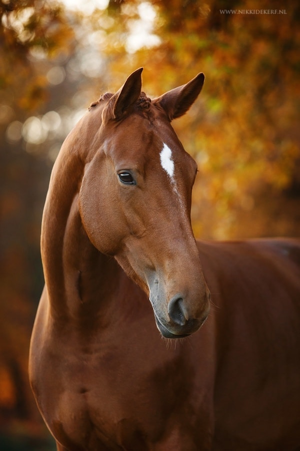 Horse Photograph Portrait @Nikki de Kerf - Horse Photographer